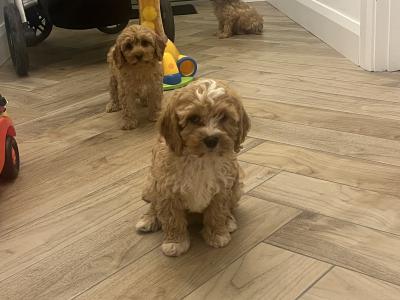 Stunning fully health checked mini cavapoo puppies 🐶🐶