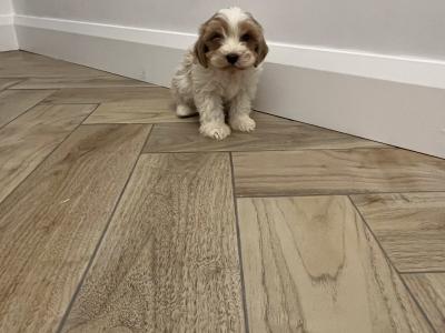 Stunning fully health checked mini cavapoo puppies 🐶🐶