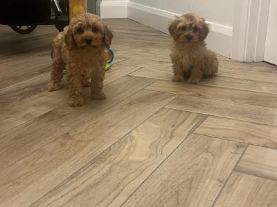 Stunning fully health checked mini cavapoo puppies 🐶🐶
