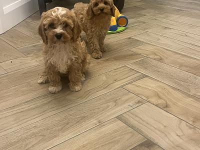 Stunning fully health checked mini cavapoo puppies 🐶🐶