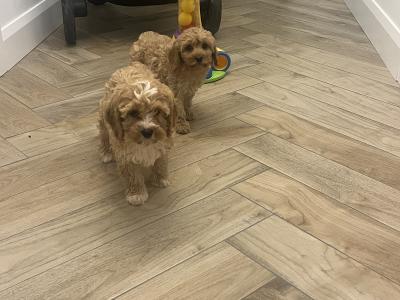 Stunning fully health checked mini cavapoo puppies 🐶🐶