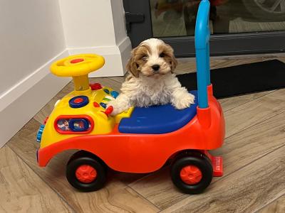 Stunning fully health checked mini cavapoo puppies 🐶🐶