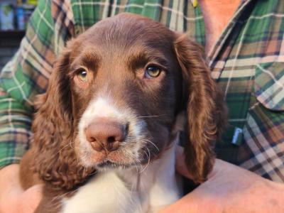 Springer Spaniel pups