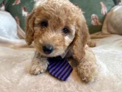 Beautiful Cockapoo puppies 🐶