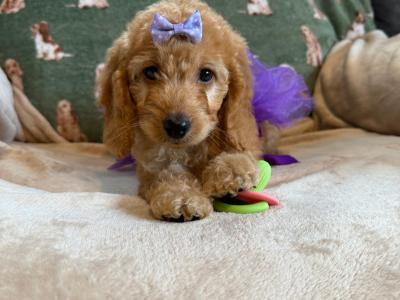 Beautiful Cockapoo puppies 🐶