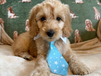 Beautiful Cockapoo puppies 🐶