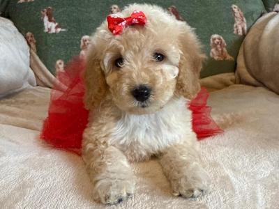 Beautiful Cockapoo puppies 🐶