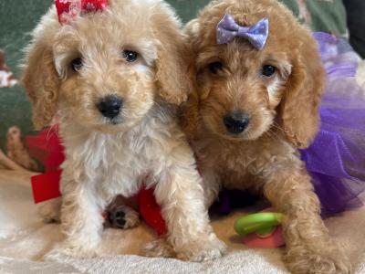 Beautiful Cockapoo puppies 🐶