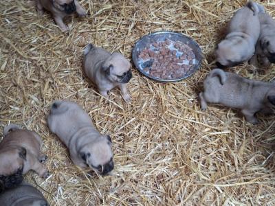8 beautiful 3/4 pugs for sale