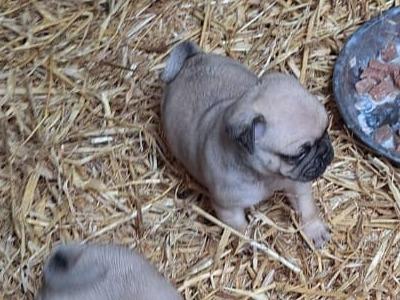 8 beautiful 3/4 Pug puppies for sale in Cork