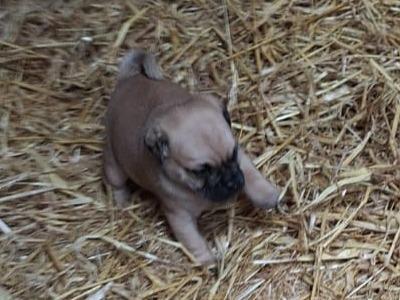 8 beautiful 3/4 Pug puppies for sale in Cork