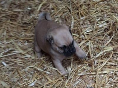 8 beautiful 3/4 Pug puppies for sale in Cork