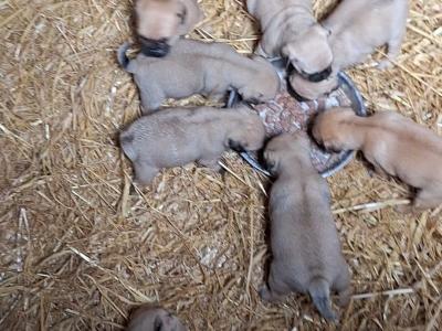 8 beautiful 3/4 pugs for sale