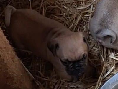 3 beautiful 3/4 Pug puppies for sale in Cork