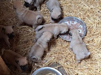 8 beautiful 3/4 pugs for sale