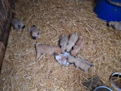 8 beautiful 3/4 pugs for sale