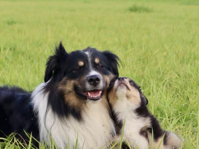 2 male purebred Mini Australian Shepherd puppies - Champion Pedigree Lines- in Antrim