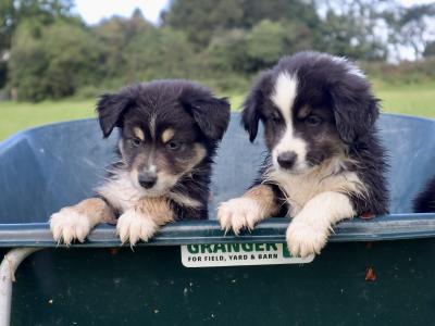 2 male purebred Mini Australian Shepherd puppies - Champion Pedigree Lines- in Antrim