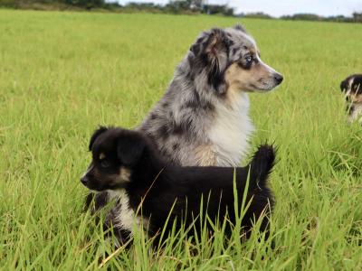 2 male purebred Mini Australian Shepherd puppies - Champion Pedigree Lines- in Antrim