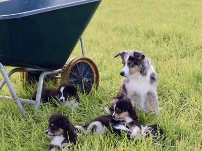 2 male purebred Mini Australian Shepherd puppies - Champion Pedigree Lines- in Antrim