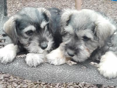 Two Schnauzers for sale Very Friendly Dogs They Make Ideal Family Pets
