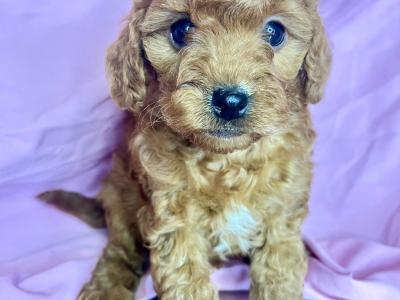 Beautiful health checked Maltipoo puppies