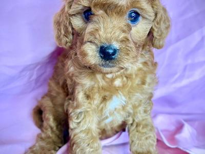 Beautiful health checked Maltipoo puppies