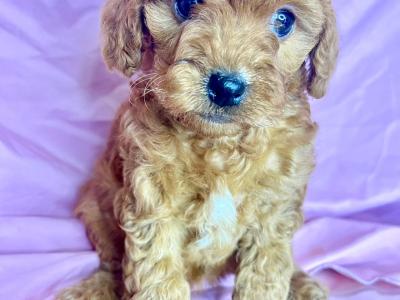 Beautiful health checked Maltipoo puppies