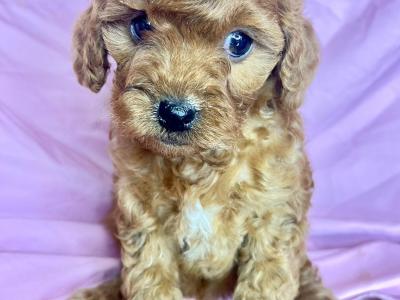 Beautiful health checked Maltipoo puppies