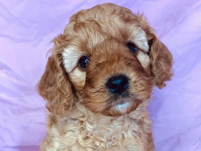 Beautiful health checked Maltipoo puppies