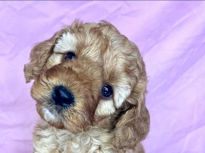 Beautiful health checked Maltipoo puppies