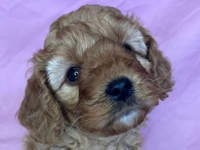 Beautiful health checked Maltipoo puppies