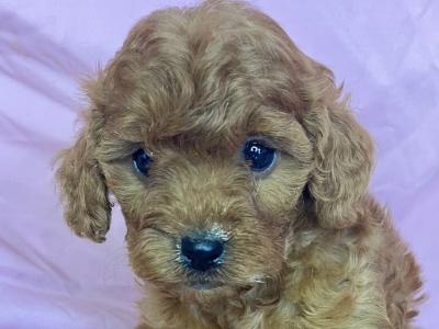 Beautiful health checked Maltipoo puppies