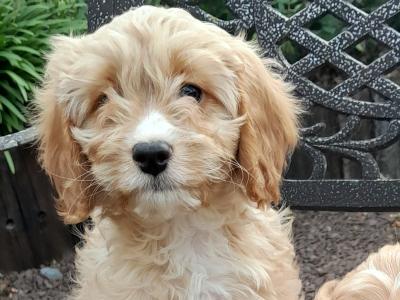 3 Cavapoo's for sale