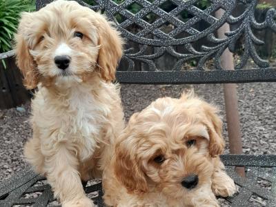 3 Cavapoo puppies for sale in Carlow