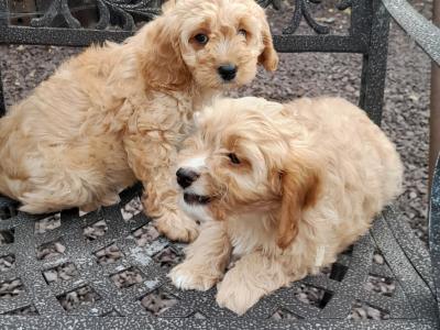 3 Cavapoo's for sale