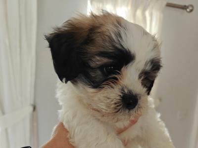 Shichon puppies