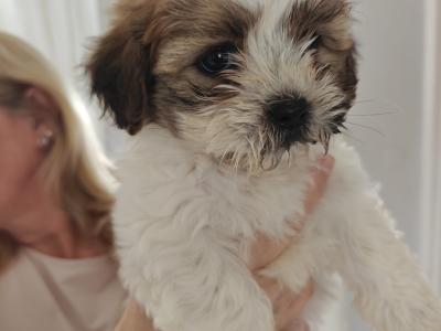 Shichon puppies