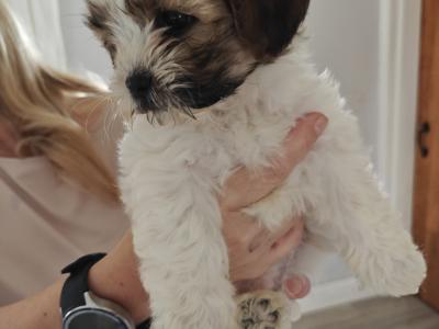 Shichon puppies