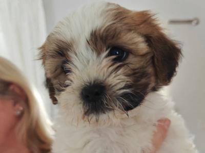 Shichon puppies