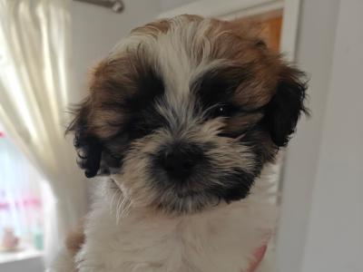 Shichon puppies