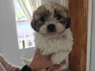 Shichon puppies