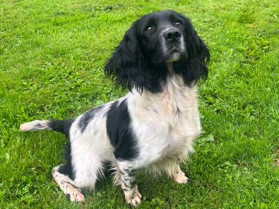 IKC Registered Spring Spaniel puppies for sale in Cork