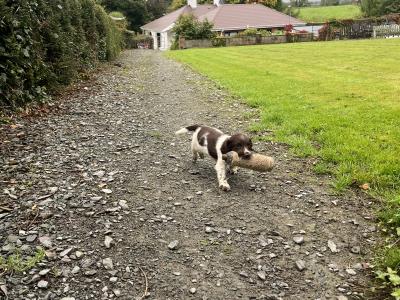 IKC Registered Spring Spaniel puppies for sale in Cork
