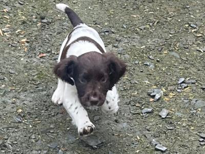 IKC Registered Spring Spaniel puppies for sale in Cork