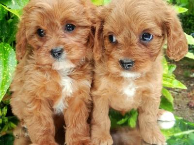 Health checked Non Shed Cavapoo puppies 🩷