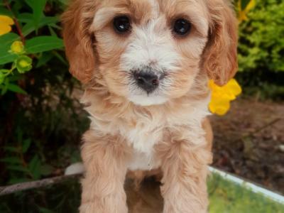 Health checked Non Shed Cavapoo puppies 🩷