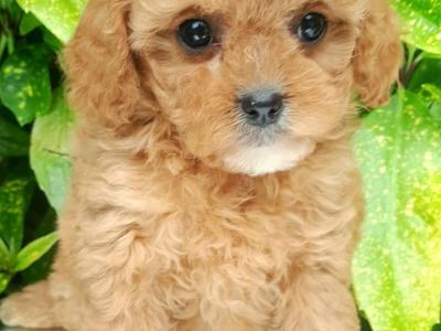 Health checked Non Shed Cavapoo puppies 🩷