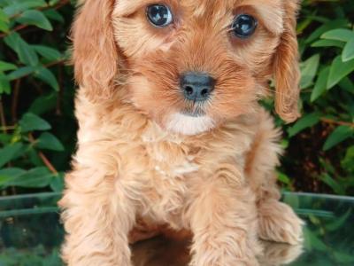 Health checked Non Shed Cavapoo puppies 🩷