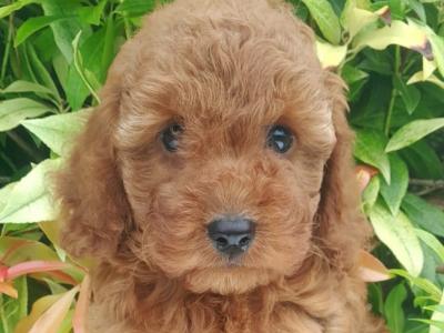 Health checked Non Shed Cavapoo puppies 🩷